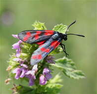 Image of six-spot burnet