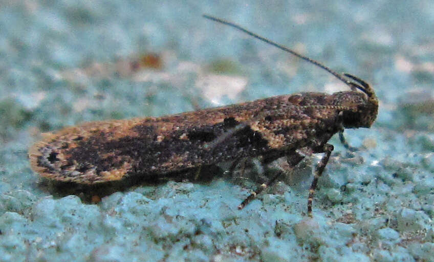 Image of Black-smudged Chionodes