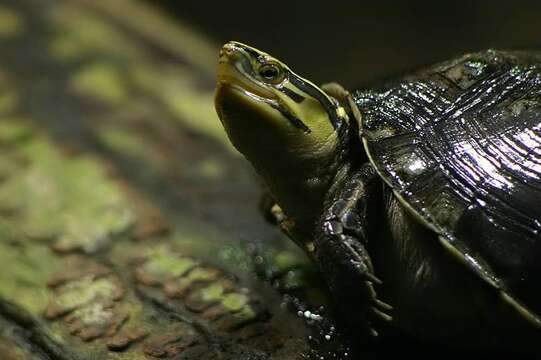 Image of South Asian Box Turtle