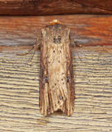 Image de noctuelle putride