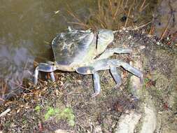 Image of River Crab