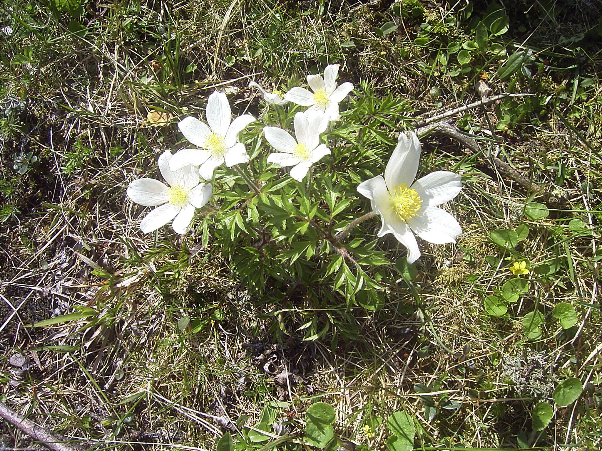 Image de Pulsatille des Alpes