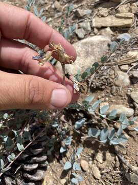 Astragalus oophorus S. Wats.的圖片