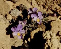 Image of Viola cheiranthifolia Humb. & Bonpl.