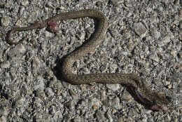 Image of Eastern Montpellier Snake