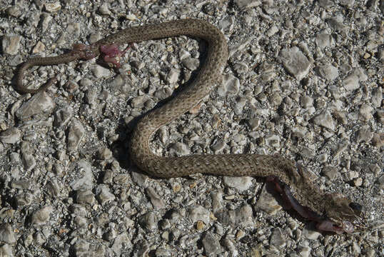 Image of Eastern Montpellier Snake