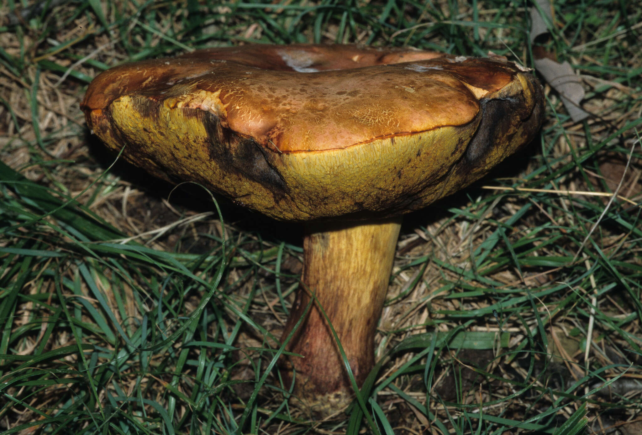 Sivun Boletus miniatopallescens A. H. Sm. & Thiers 1971 kuva