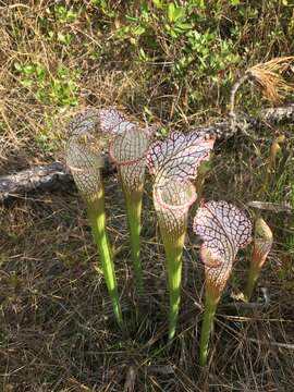 Image of crimson pitcherplant