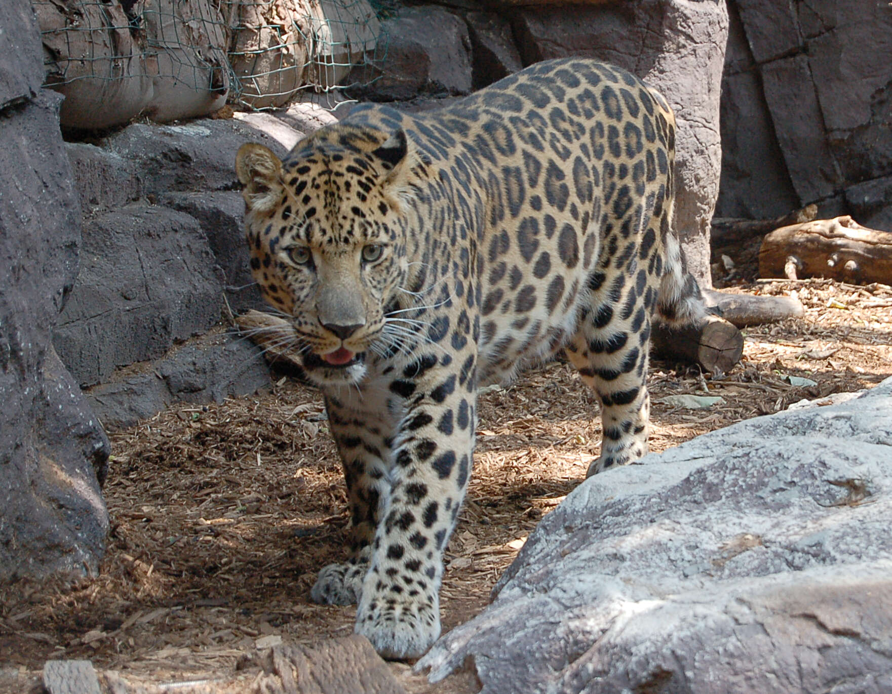 Image of Leopard