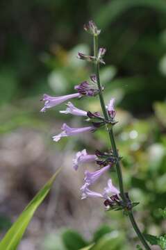 Imagem de Salvia scabra Thunb.