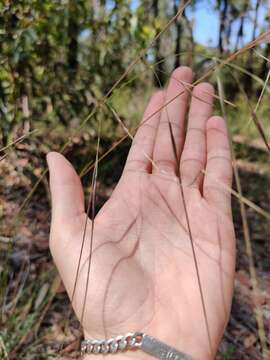 Anisopogon resmi