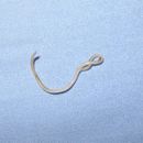 Image of dog roundworm
