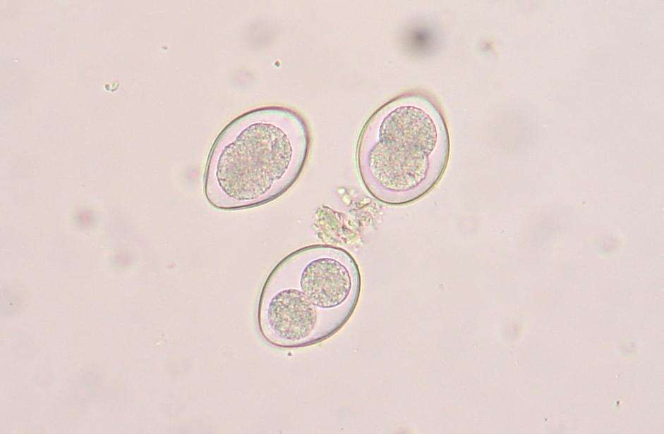 Image of Coccidia