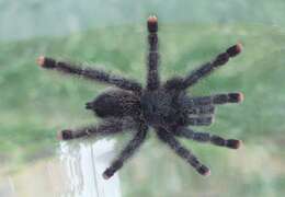 Image of Avicularia metallica