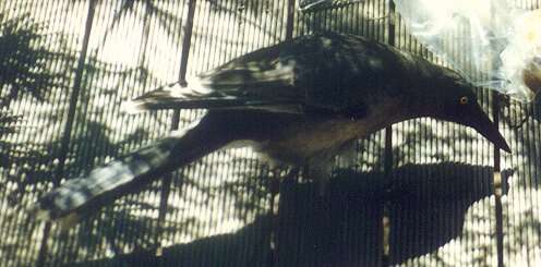 Image of Grey Currawong