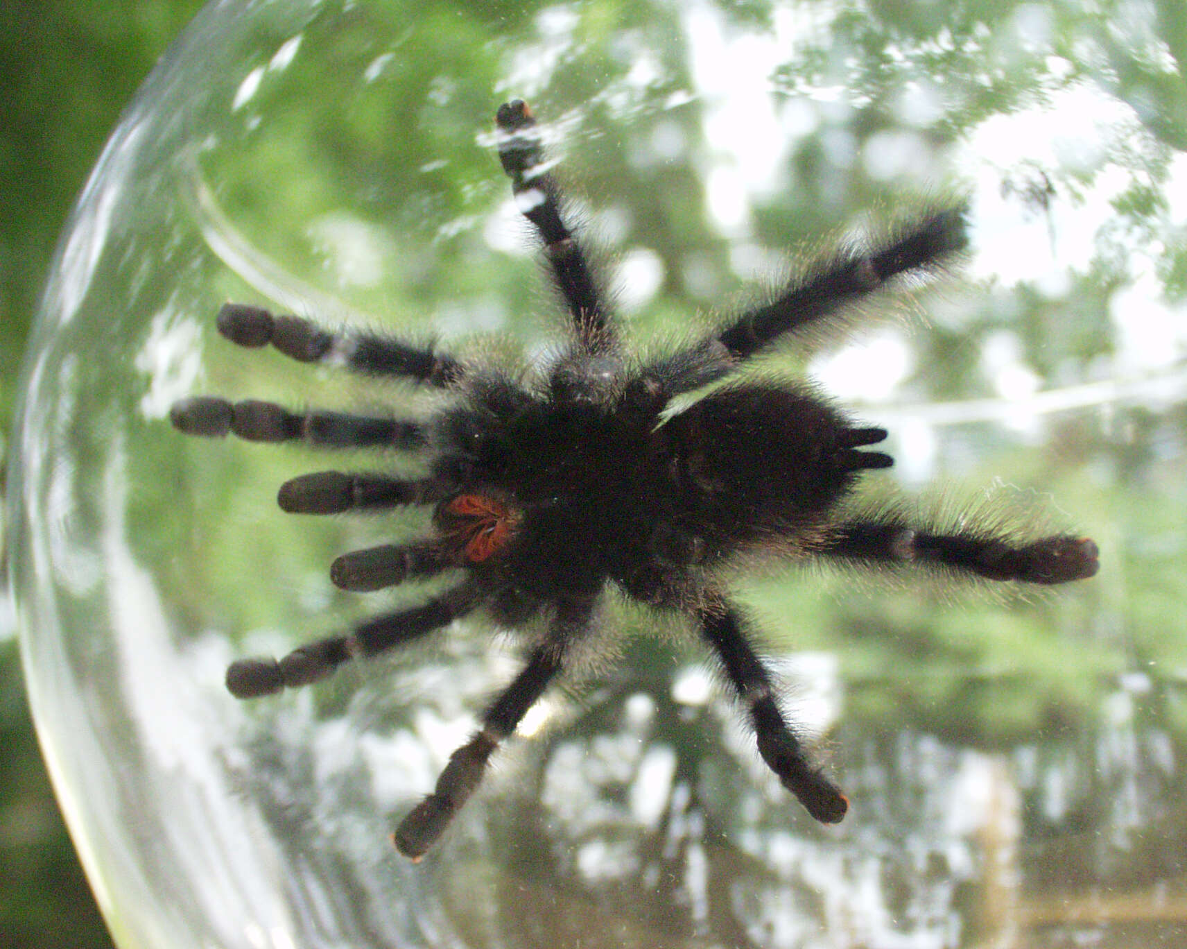 Image of Avicularia metallica