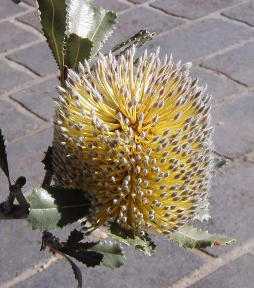 صورة Banksia