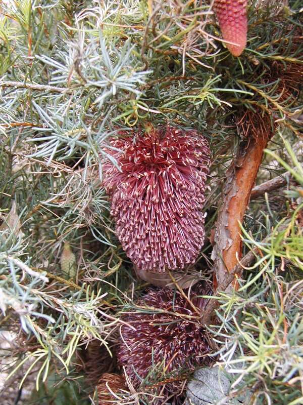 Image de Banksia nutans R. Br.