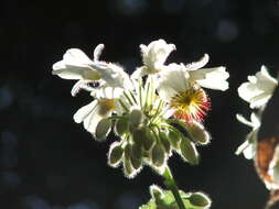 Sivun Sparrmannia africana L. fil. kuva