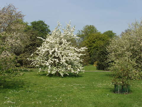 Image of European Pear