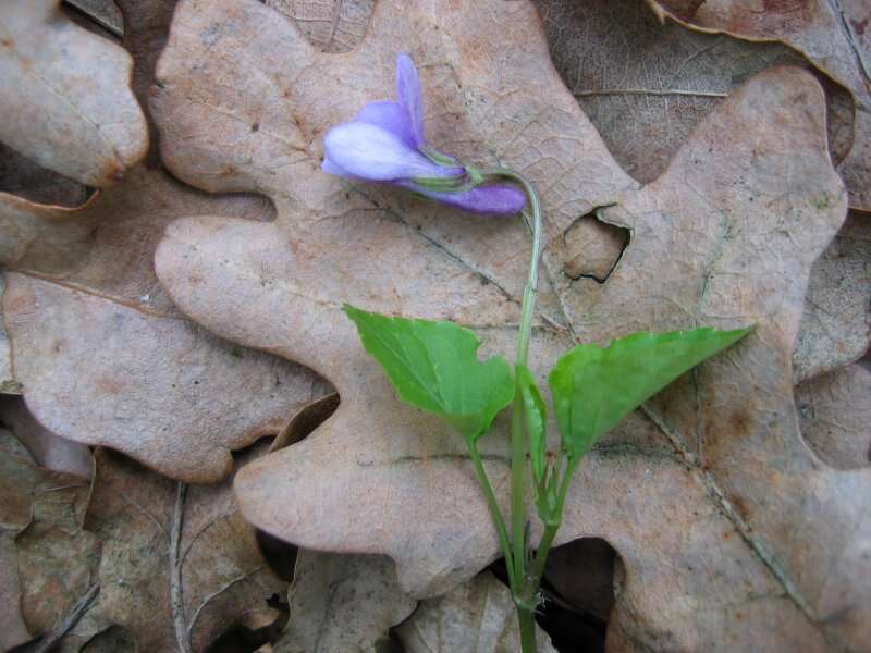 Image of early dog-violet