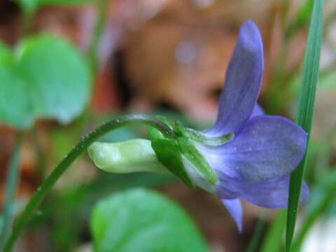 Image of common dog-violet