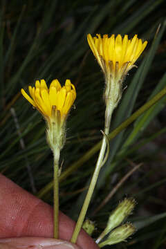 Image of Hall's hawksbeard