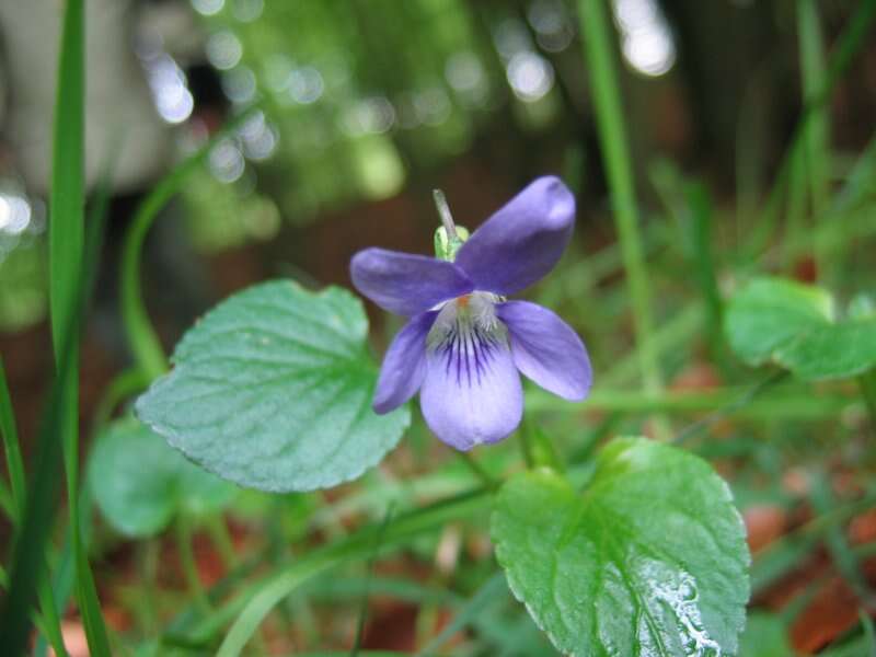 Image of common dog-violet