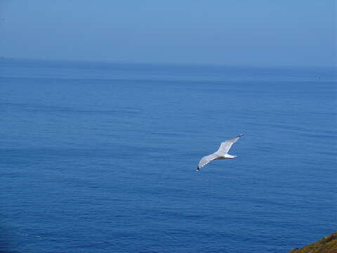 Image of European Herring Gull