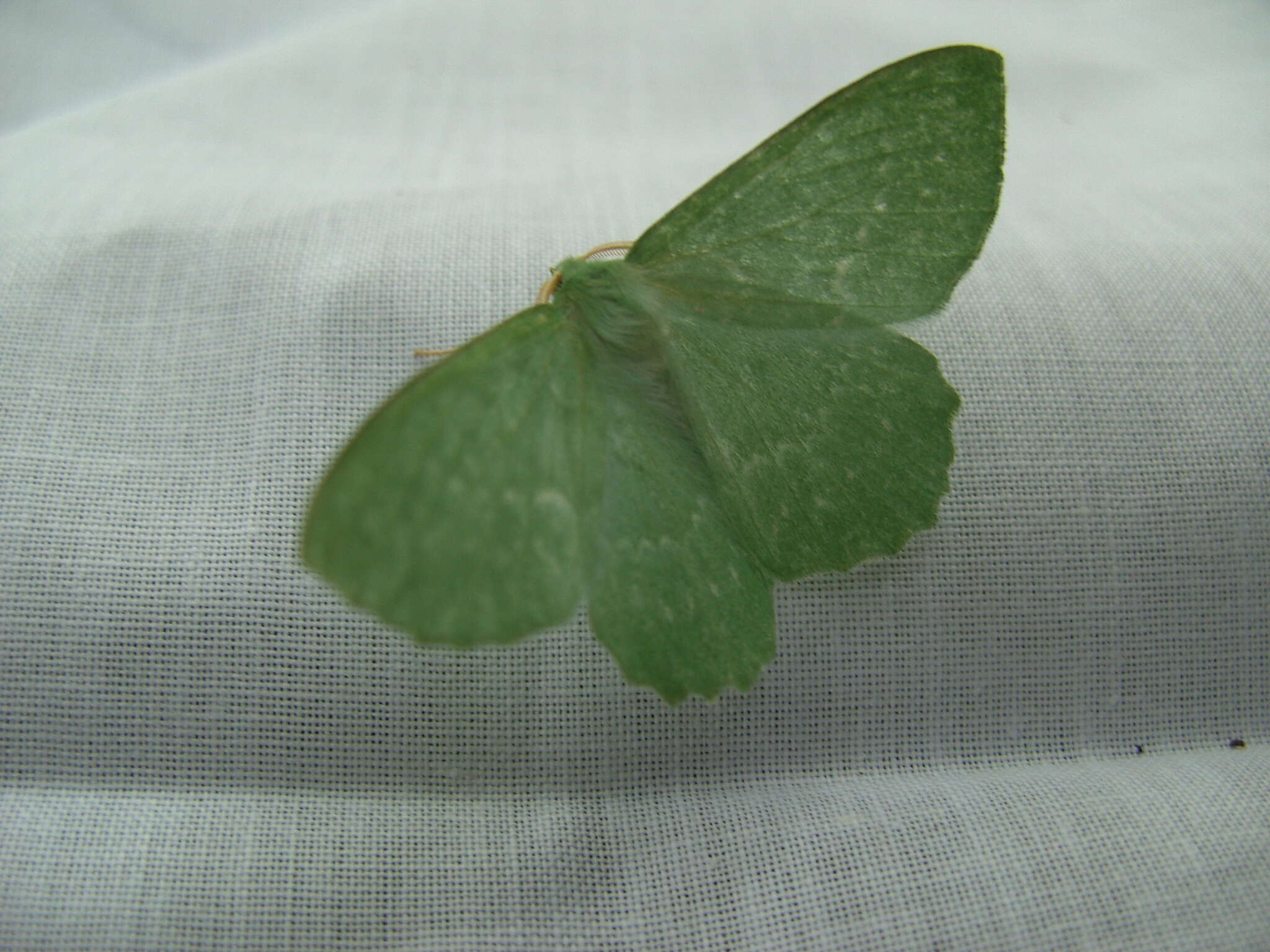 Image of large emerald