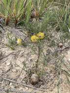 Imagem de Isopogon prostratus Mc Gill.