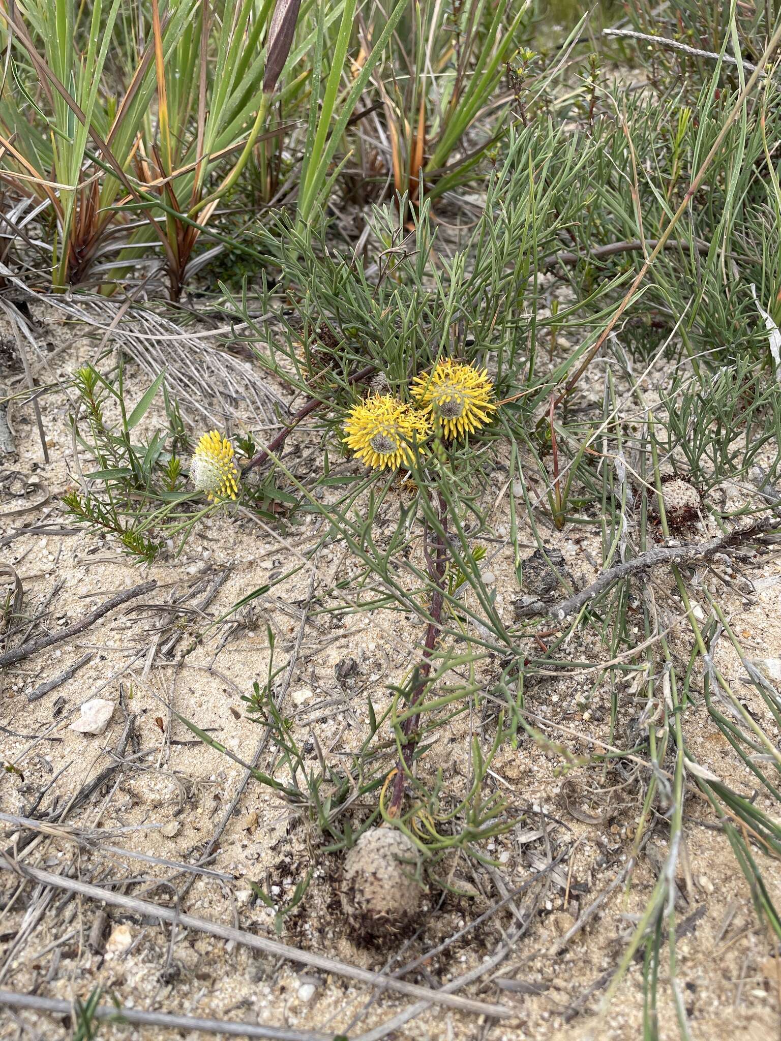 Imagem de Isopogon prostratus Mc Gill.