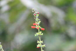 Image of Salvia melissiflora Benth.