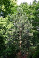 Image of Cedros Island Pine