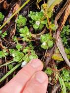 Image of Euphrasia petriei Ashwin