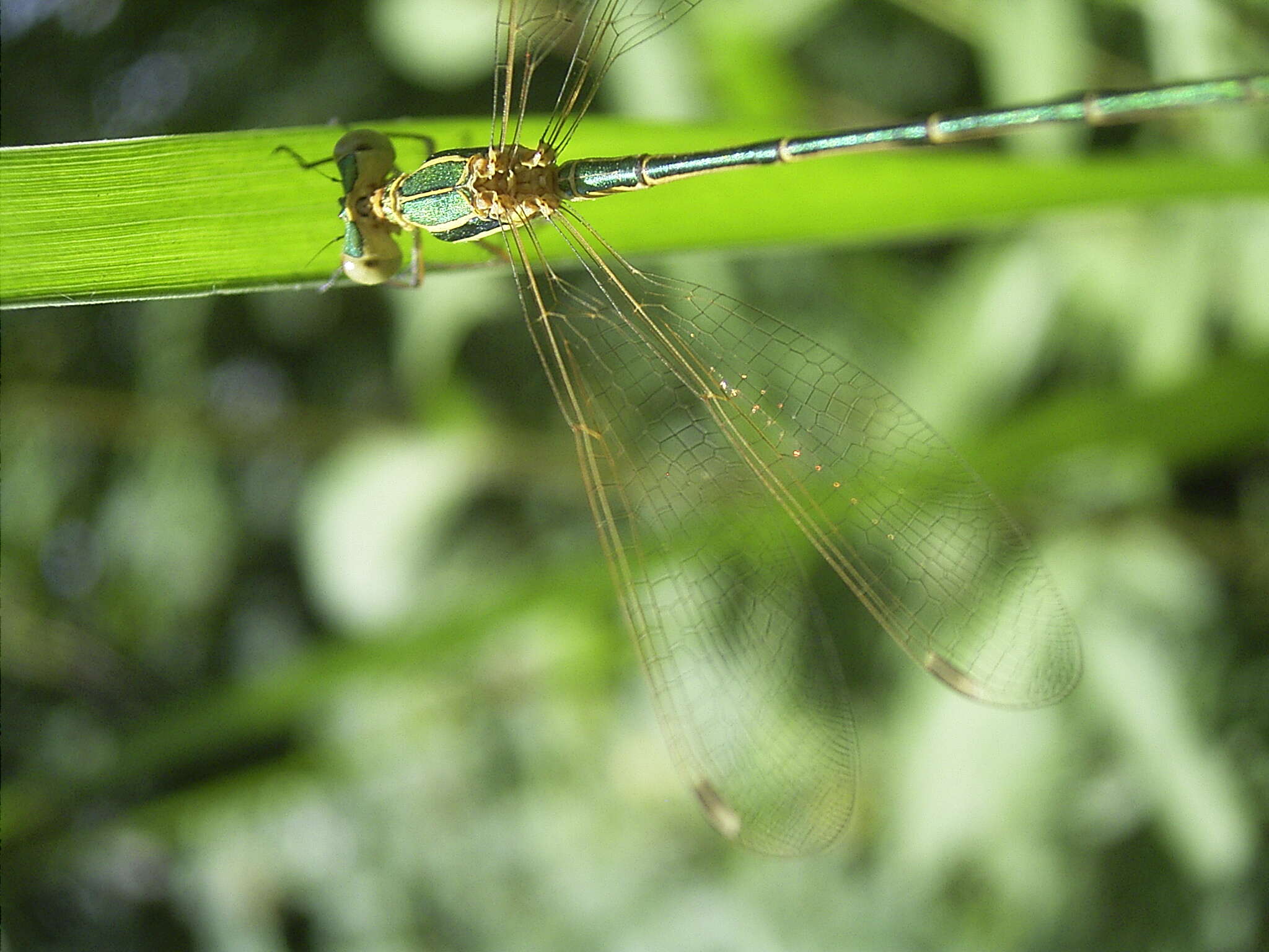 Image of Migrant Spreadwing