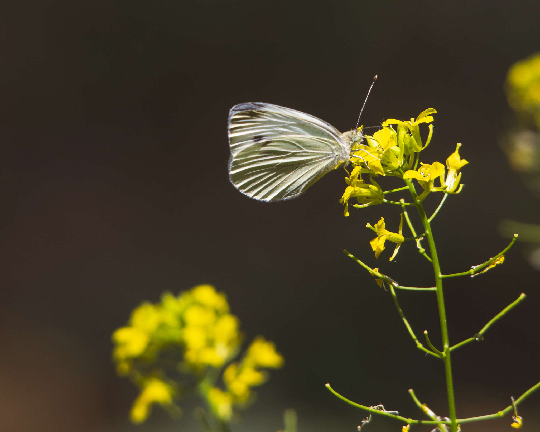 Image of Pieris pseudorapae