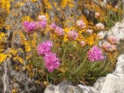 Image of thrift seapink