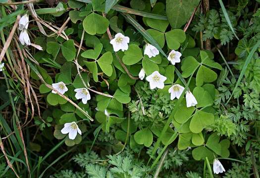 Imagem de Oxalis acetosella L.