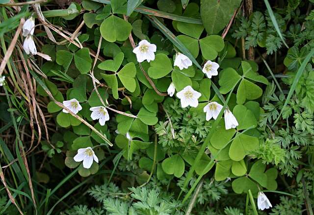 Imagem de Oxalis acetosella L.