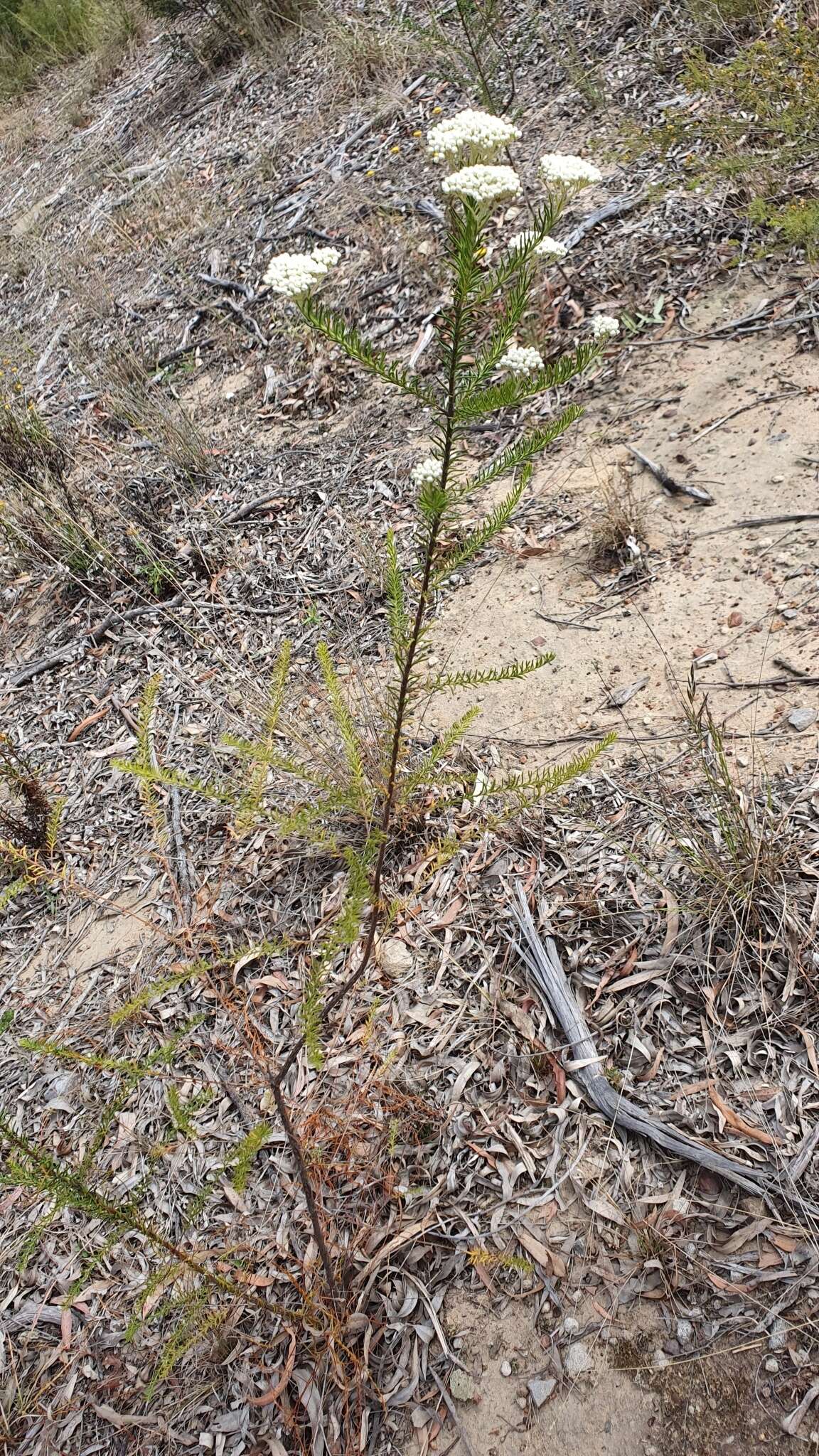 Image of Ozothamnus diosmifolius (Vent.) DC.