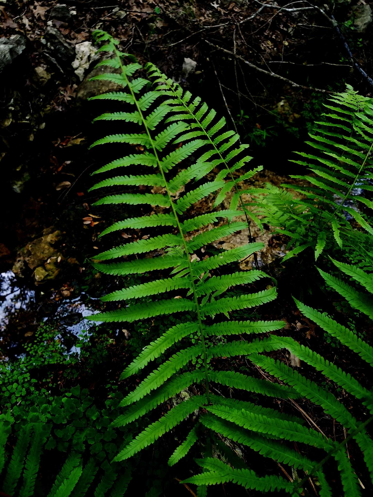 Image of Pelazoneuron ovatum var. lindheimeri (C. Chr.) A. R. Sm.