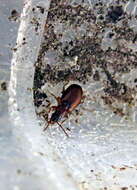 Image of Ground beetle