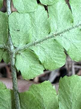 Plancia ëd Dryopteris tenuipes (Rosenst.) Seriz.