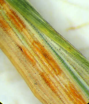 Image of Puccinia pygmaea Erikss. 1895