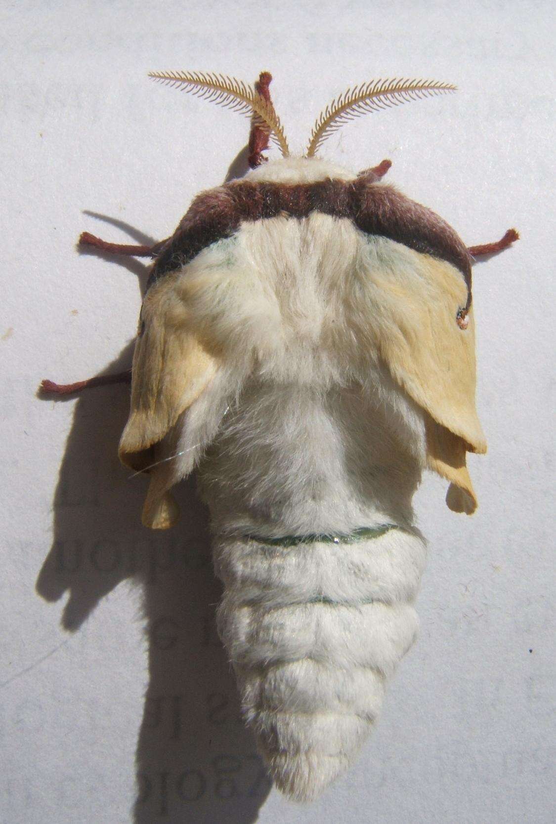 Image of Luna Moth