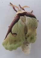 Image of Luna Moth