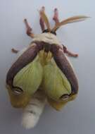 Image of Luna Moth