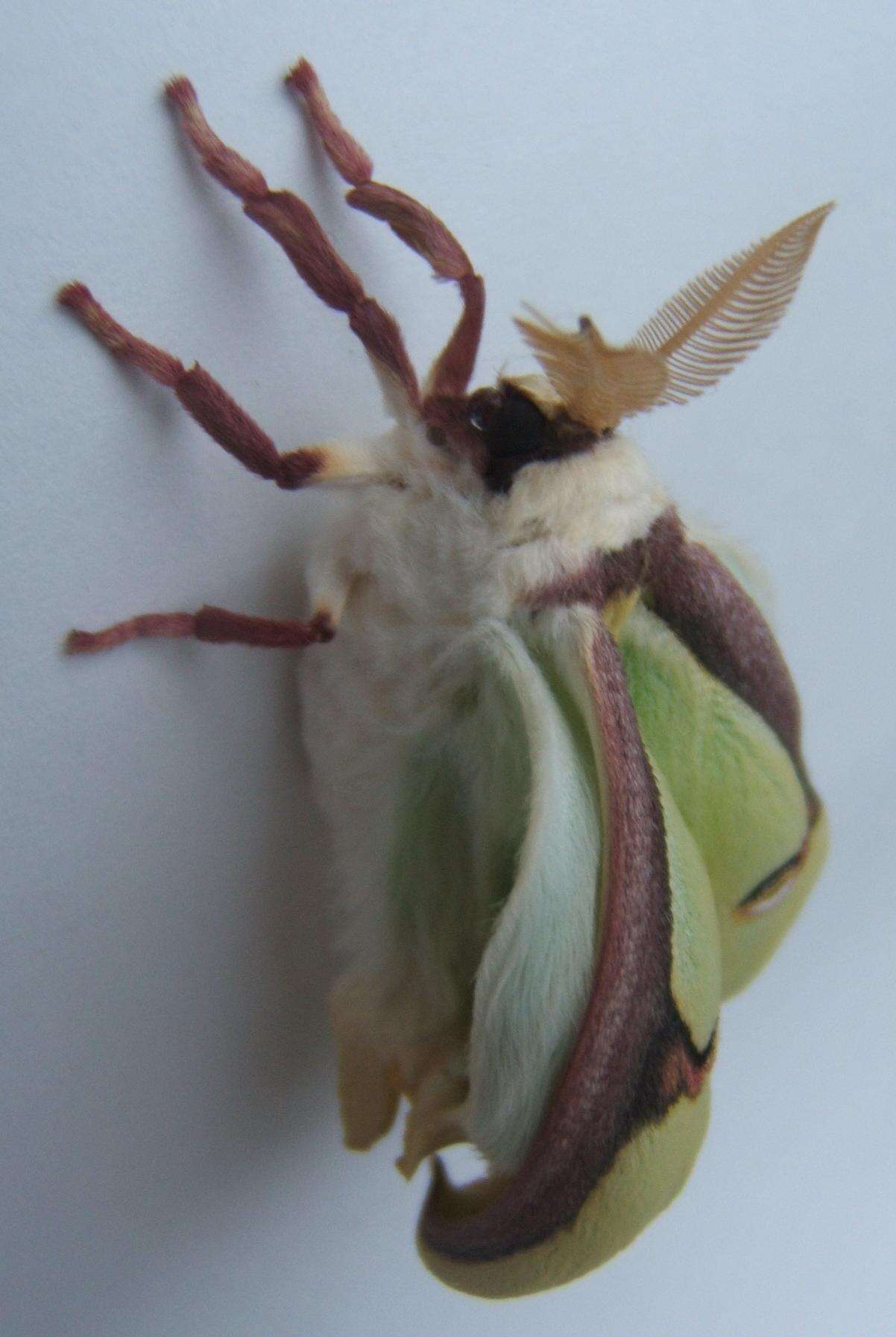 Image of Luna Moth