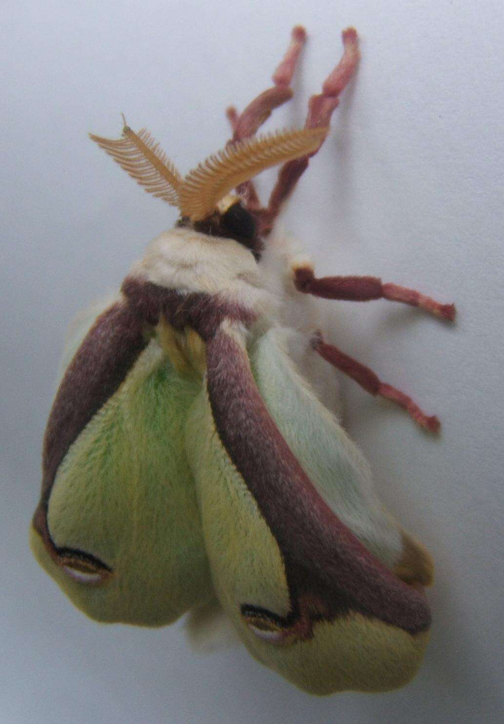 Image of Luna Moth